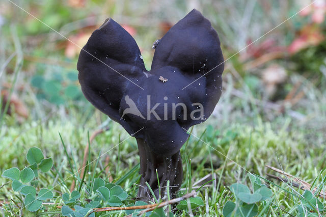 Elfin Saddle (Helvella lacunosa)