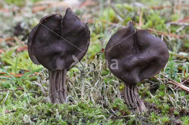 Elfin Saddle (Helvella lacunosa)