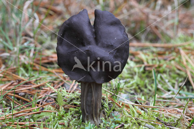 Elfin Saddle (Helvella lacunosa)