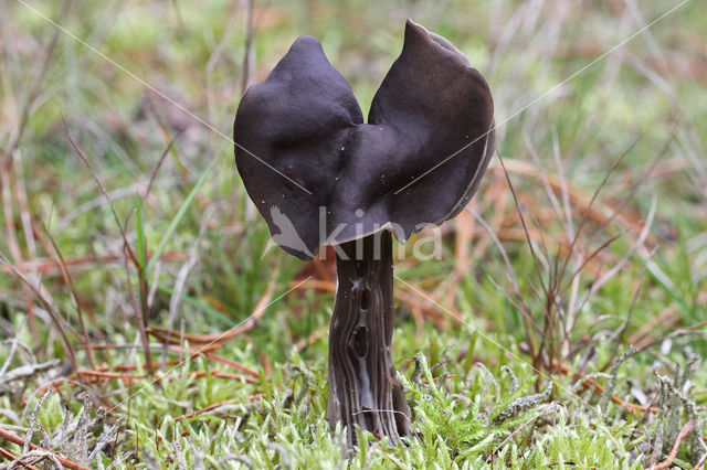 Elfin Saddle (Helvella lacunosa)