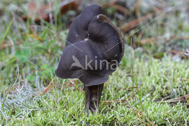 Elfin Saddle (Helvella lacunosa)