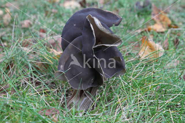 Elfin Saddle (Helvella lacunosa)