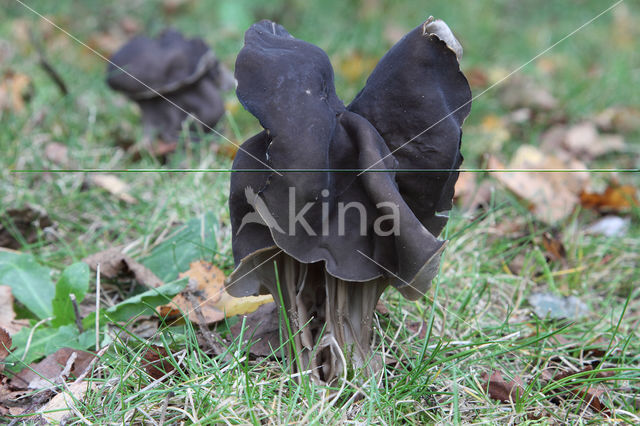 Elfin Saddle (Helvella lacunosa)