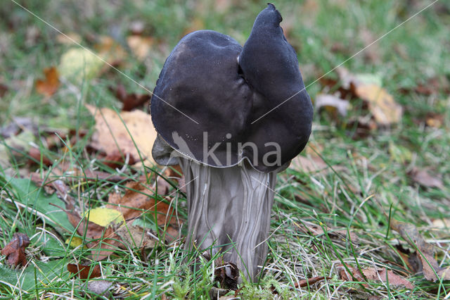 Elfin Saddle (Helvella lacunosa)