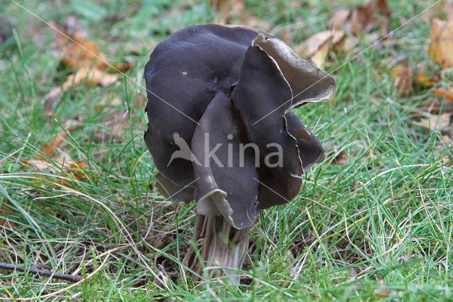 Elfin Saddle (Helvella lacunosa)