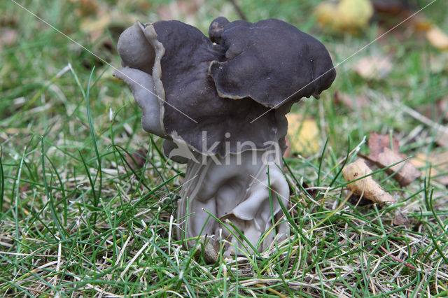 Elfin Saddle (Helvella lacunosa)