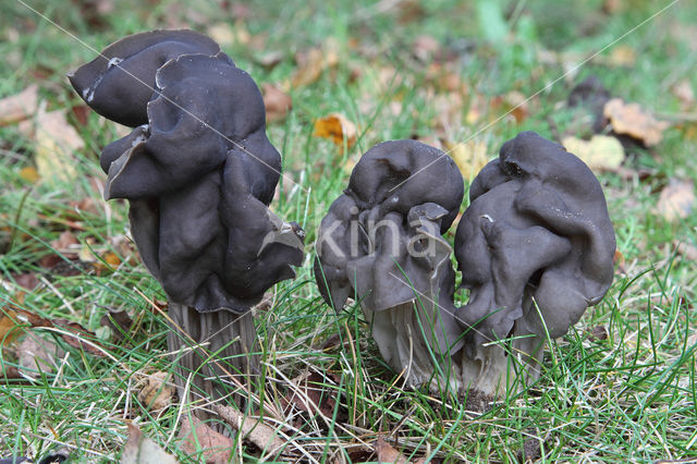 Zwarte kluifzwam (Helvella lacunosa)