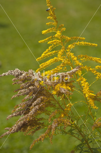 Canadese guldenroede (Solidago canadensis)