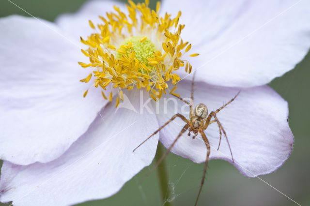 Gewone tandkaak (Enoplognatha ovata)