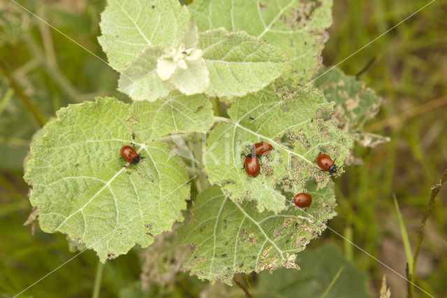 Groot populierenhaantje (Chrysomela populi)