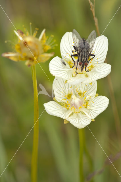 Northern Grass-of-parnassus (Parnassia palustris)