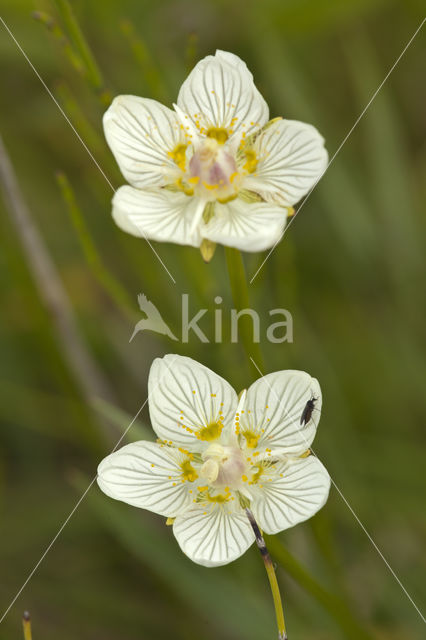 Parnassia (Parnassia palustris)