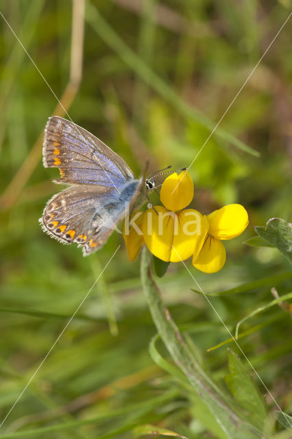 Bruin blauwtje (Aricia agestis)