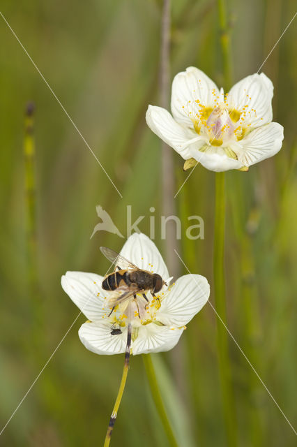 Parnassia (Parnassia palustris)