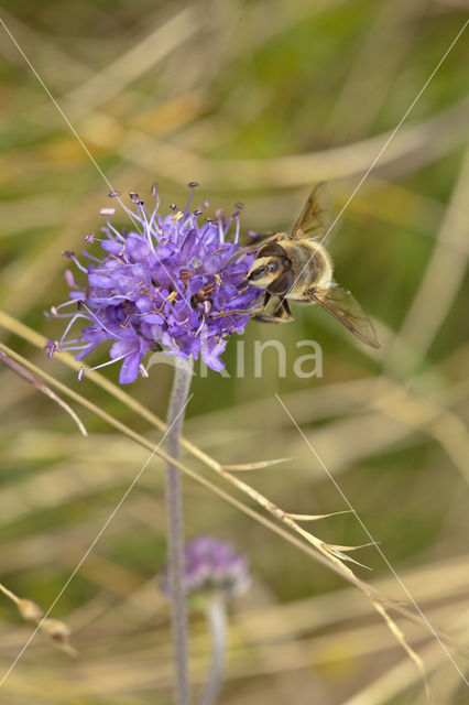 Blauwe knoop (Succisa pratensis)