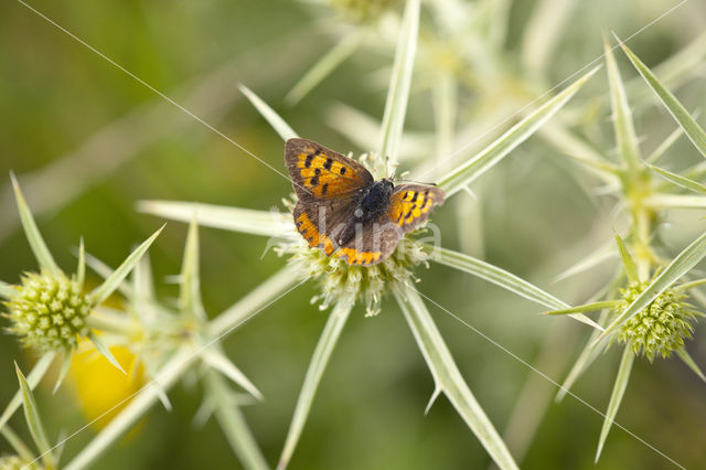 Small Copper (Lycaena phlaeas)