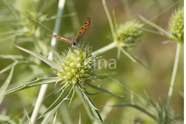 Small Copper (Lycaena phlaeas)