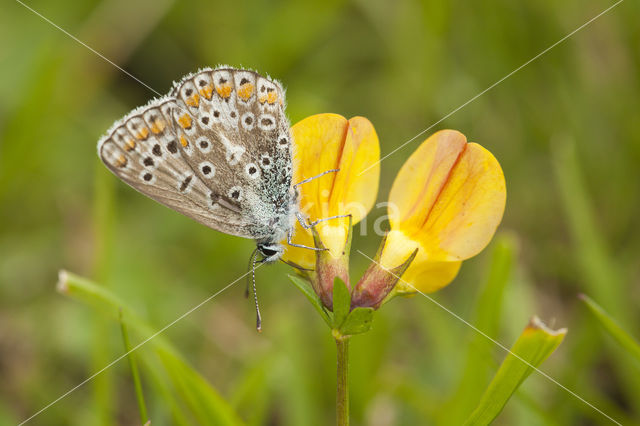 Common Blue (Polyommatus icarus)