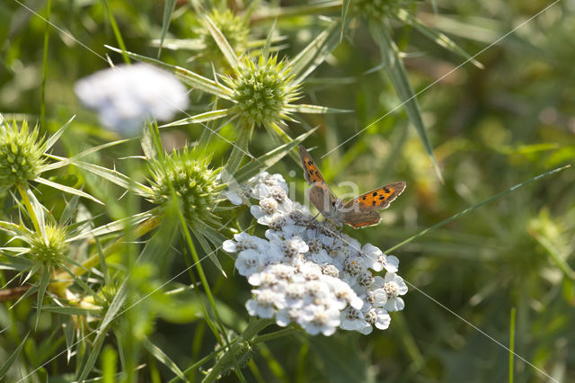 Kleine vuurvlinder (Lycaena phlaeas)