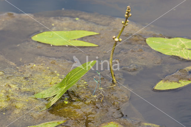 Azuurwaterjuffer (Coenagrion puella)