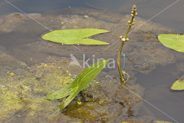 Azure Damselfly (Coenagrion puella)