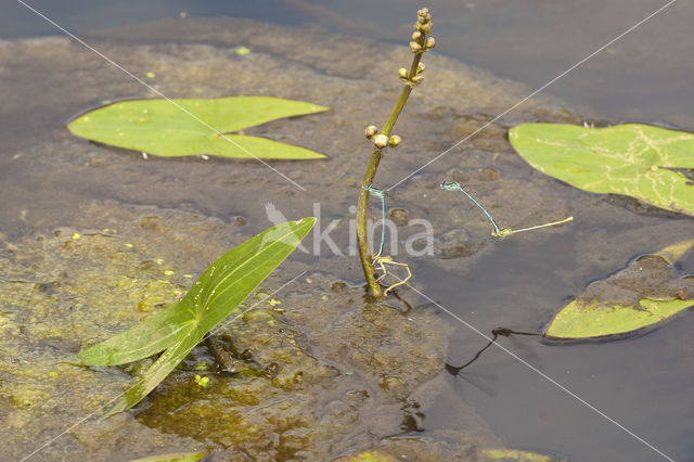 Azure Damselfly (Coenagrion puella)