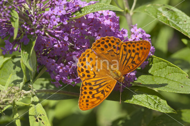Silver-washed Fritillary (Argynnis paphia)