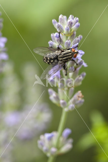 Camouflaged Flesh Fly (Sarcophaga carnaria)