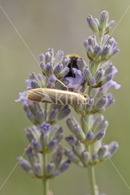 Auroramot (Tinea semifulvella)