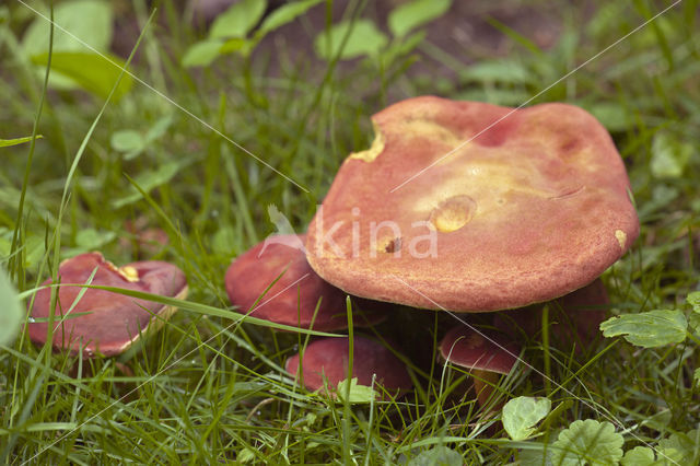 Plums and custard (Tricholomopsis rutilans)