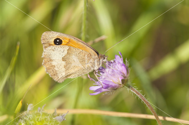 Oranje zandoogje (Pyronia tithonus)