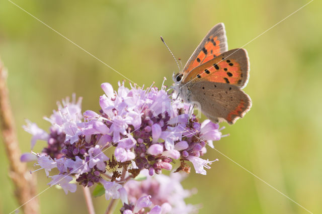 Small Copper (Lycaena phlaeas)