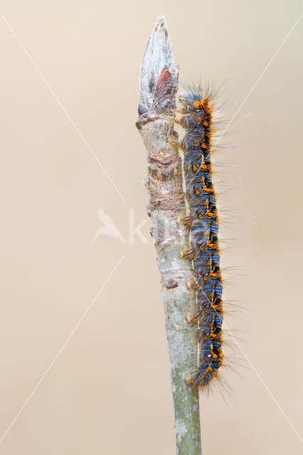 Northern Eggar (Lasiocampa quercus)