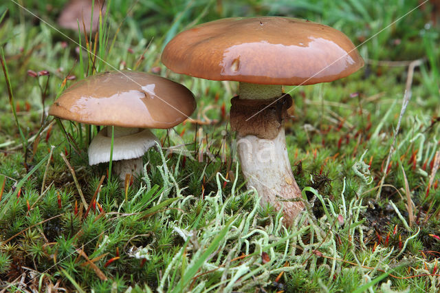 Slippery jack (Suillus luteus)