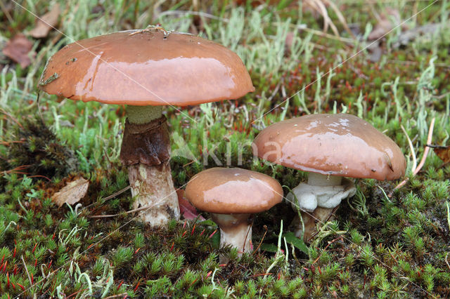 Bruine ringboleet (Suillus luteus)