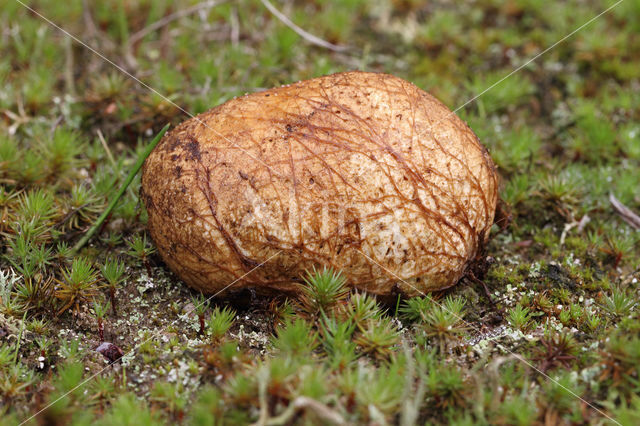 Okerkleurige vezeltruffel (Rhizopogon luteolus)