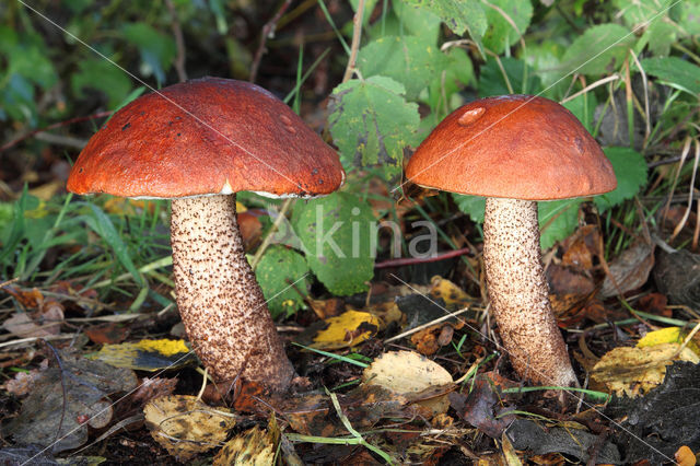 leccinum versipelle