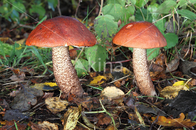 oranje berkenboleet (leccinum versipelle)