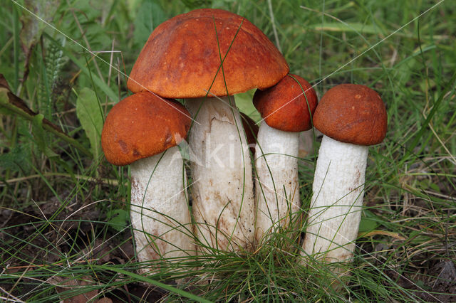 Rosse populierboleet (Leccinum rufum)