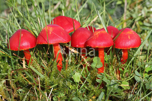 Scharlaken wasplaat (Hygrocybe coccinea)