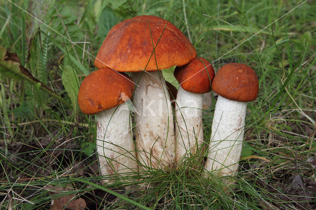 Rosse populierboleet (Leccinum rufum)