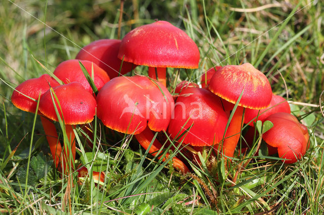 Scarlet Waxcap (Hygrocybe coccinea)