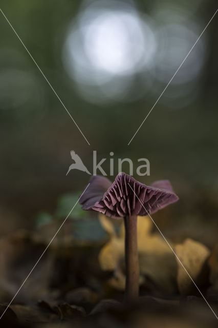 Amethyst Deceiver (Laccaria amethystina)