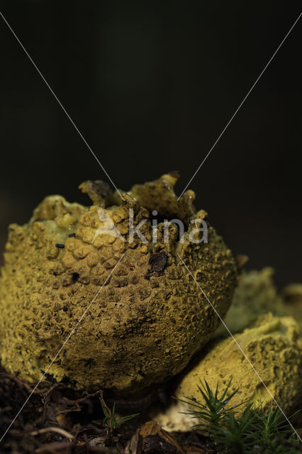 Common Earthball (Scleroderma citrinum)