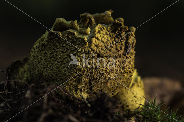 Common Earthball (Scleroderma citrinum)