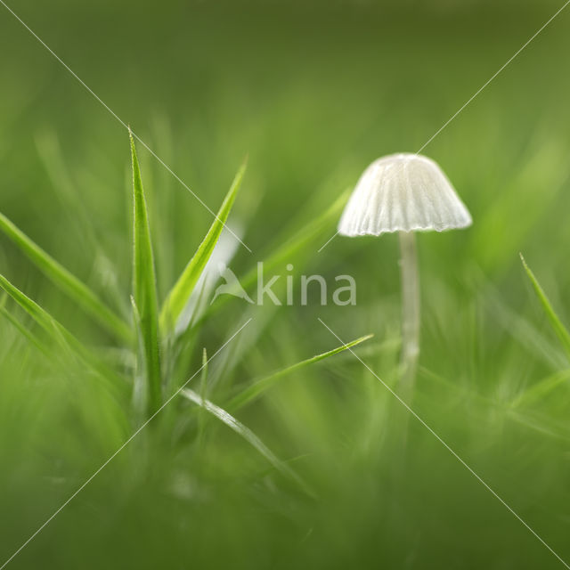 bonnet (Mycena spec.)