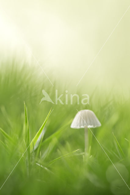 bonnet (Mycena spec.)