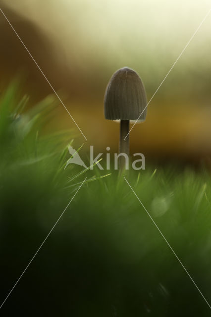 bonnet (Mycena spec.)