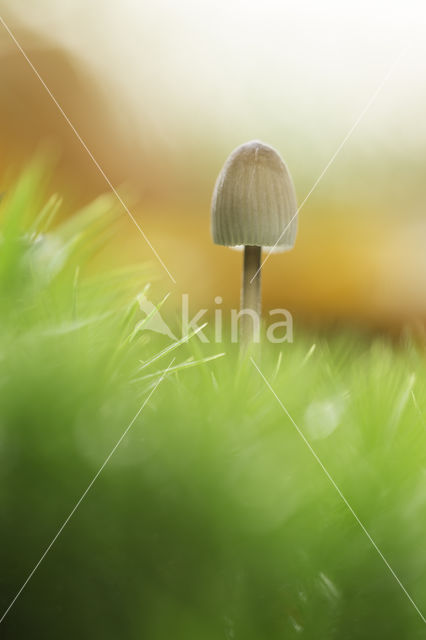 bonnet (Mycena spec.)