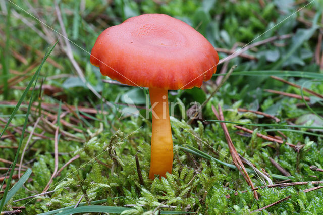 Vermilion Waxcap (Hygrocybe miniata)